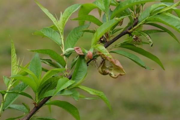 桃树全年用药表