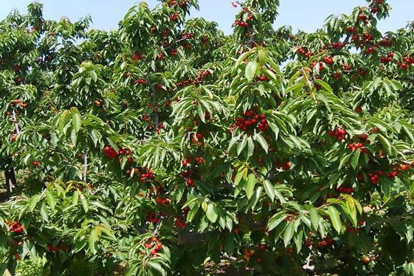 贵州有车厘子种植吗