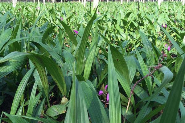 黄精种植一亩成本