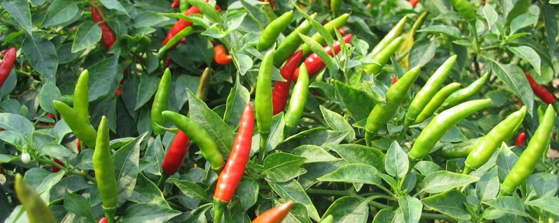 小米辣亩产多少斤?高产种植技术