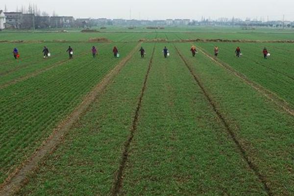 追肥用什么肥料