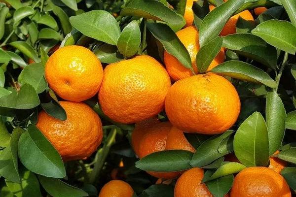 沙糖桔施肥时间和用肥