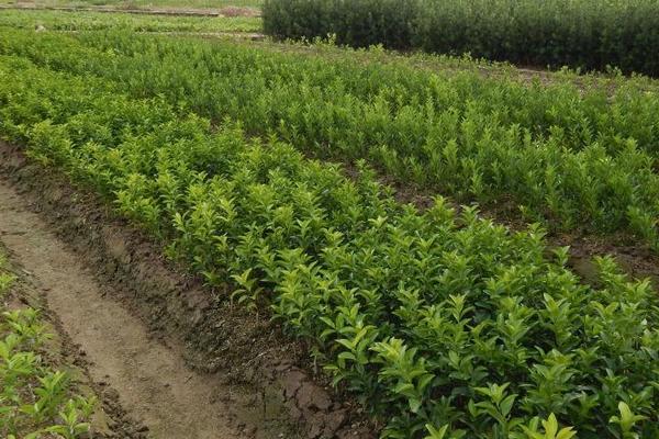 沙糖桔施肥时间和用肥