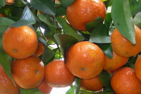 沙糖桔施肥时间和用肥