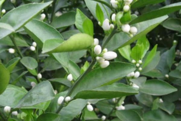 沙糖桔施肥时间和用肥