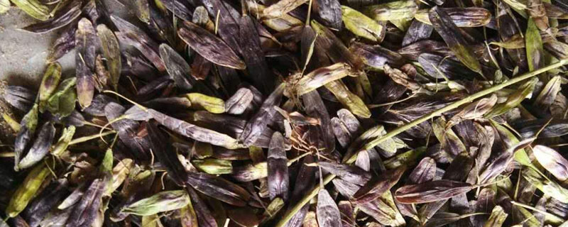 苍术种子哪里有?多少钱一斤?