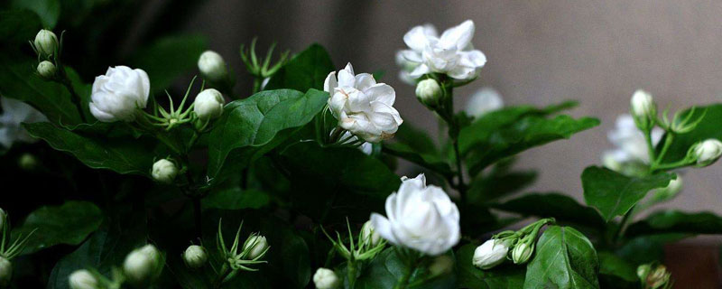 茉莉花施什么肥，农家肥为主适时追肥