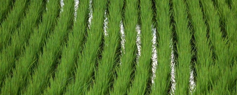 微生物菌剂的用量，不同作物上使用的用量不同