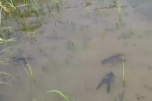 一亩虾塘是多少磷肥