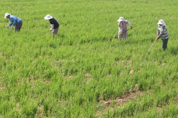 旱稻种植时间和方法