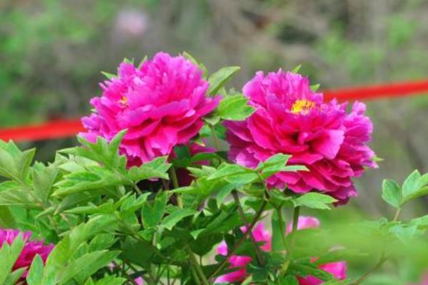 牡丹花如何种植 牡丹花养殖方法与注意事项