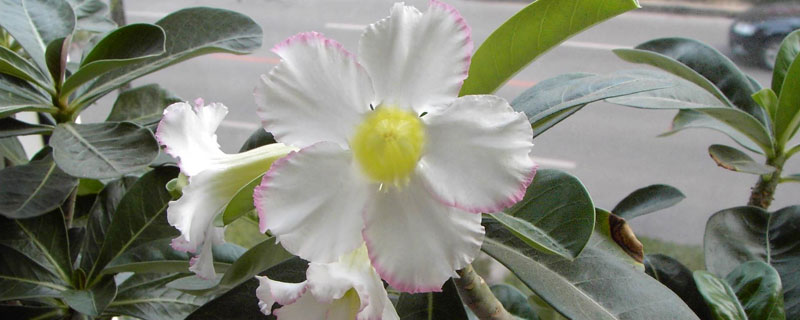 沙漠玫瑰怎么养 盆栽沙漠玫瑰的养殖方法与注意事项