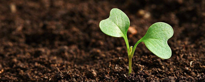 碳肥指的是什么肥？包括碳能肥和碳基肥