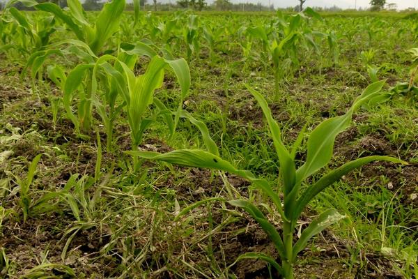 水果玉米种植技术要点与管理注意事项