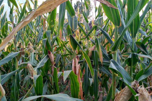 水果玉米种植技术要点与管理注意事项