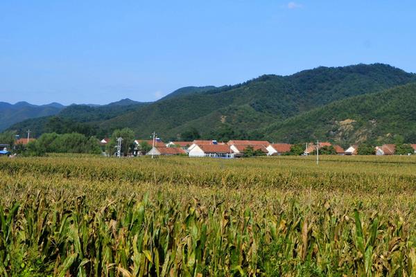 水果玉米种植技术要点与管理注意事项