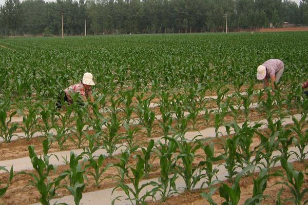 水果玉米种植技术要点与管理注意事项