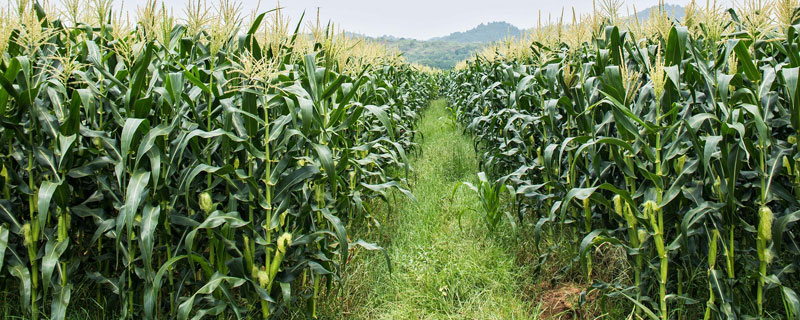 水果玉米种植技术要点与管理注意事项
