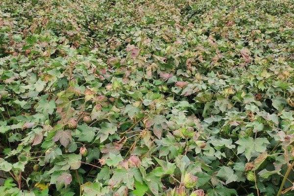 新陆早52号棉花品种