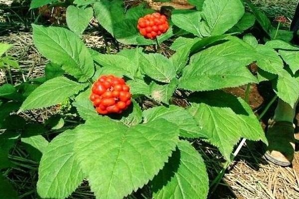 西洋参种植技术 西洋参怎么种