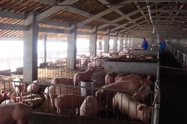 猪的标准化养殖技术方法