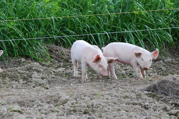 猪的标准化养殖技术方法