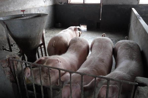 猪的标准化养殖技术方法