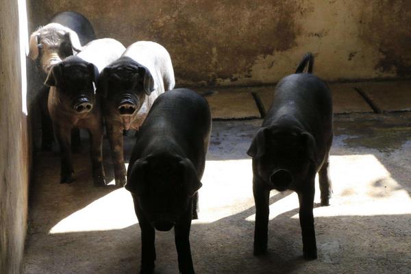 猪的标准化养殖技术方法