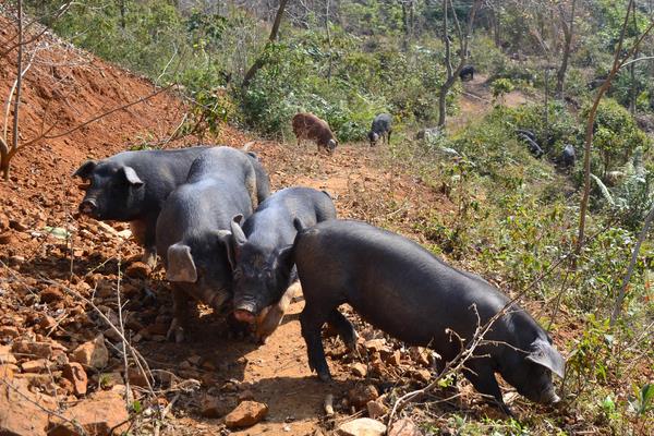 猪的标准化养殖技术方法