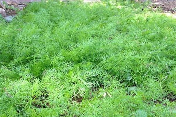 茴香苗种植时间和方法 茴香的田间管理技术