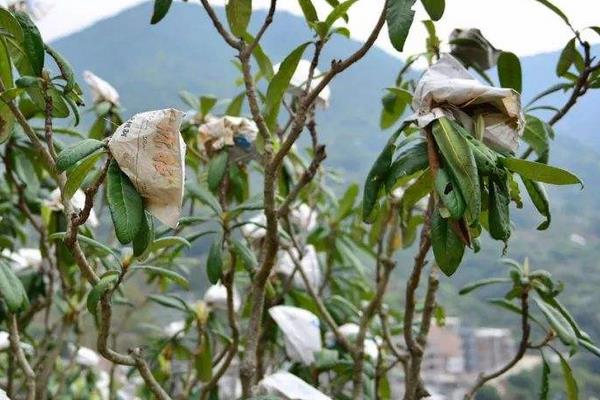 种枇杷如何套袋提高果质