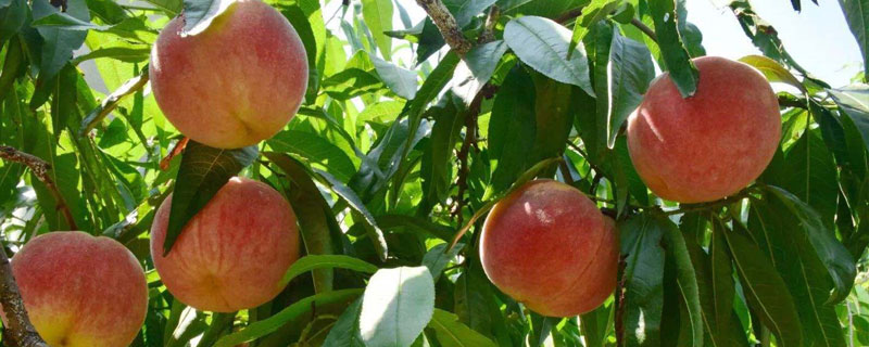 永莲蜜桃8号品种介绍,9月中下旬成熟