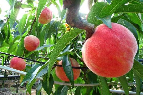 哪里雪桃苗正宗