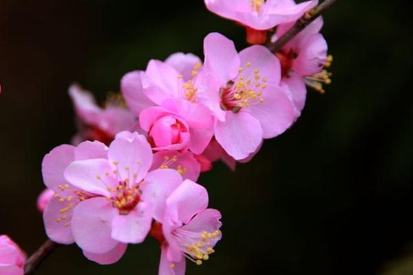 海棠梅花的养殖方法