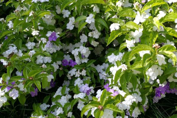 鸳鸯茉莉的养殖方法和注意事项