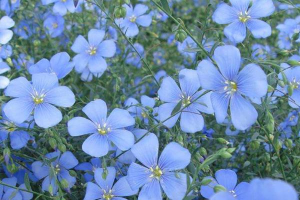 蓝花亚麻的种植方法
