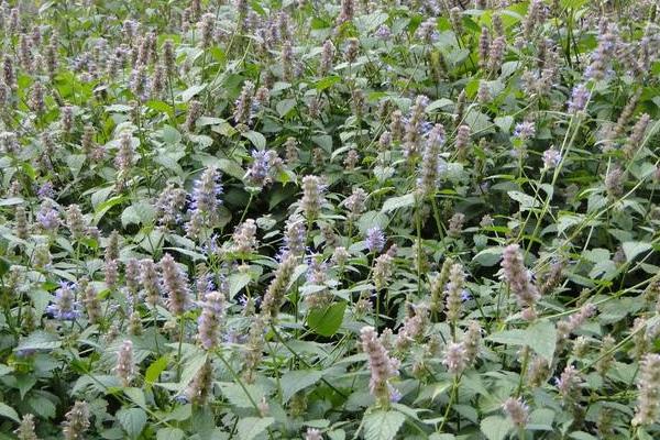 霍香的种植方法和种植时间