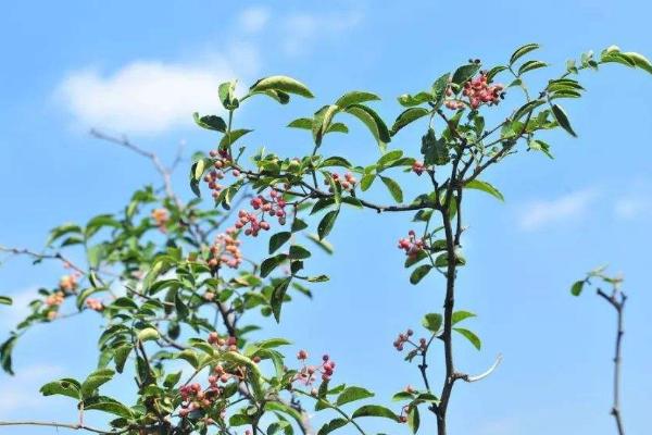 花椒病虫害用药防治表