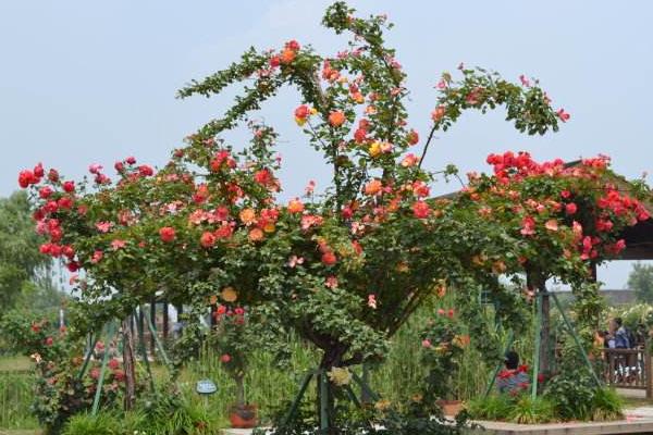 树状月季的种植