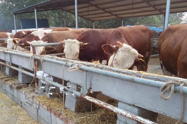 北方养殖好项目