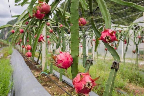 火龙果用什么肥料施肥