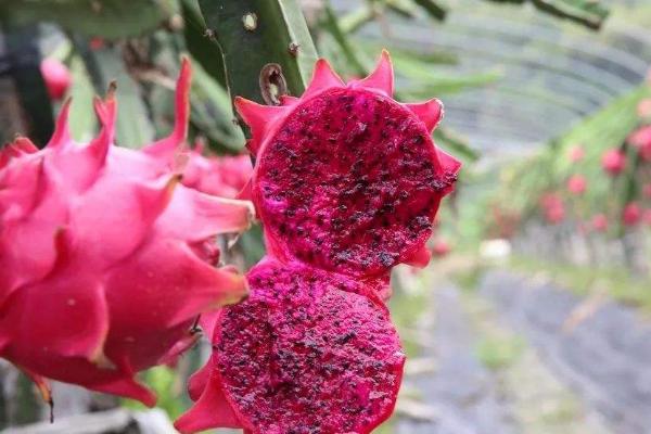 火龙果用什么肥料施肥