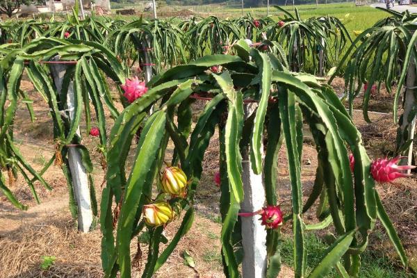 火龙果用什么肥料施肥