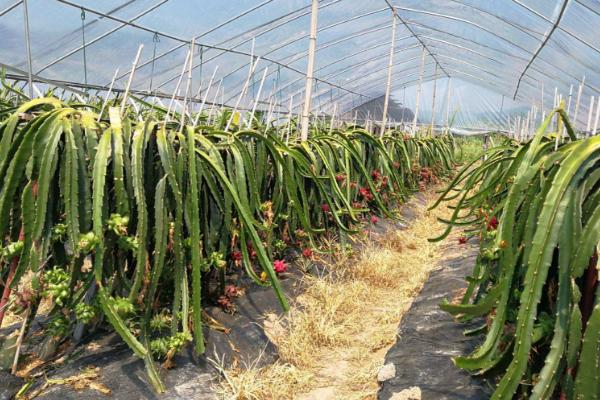 火龙果用什么肥料施肥