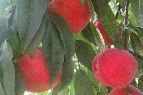 桃树施肥技术要点