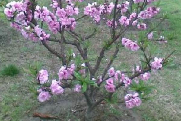 桃树施肥技术要点