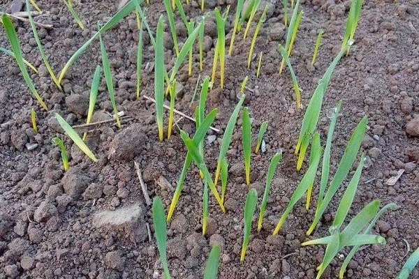 冬小麦追肥时间