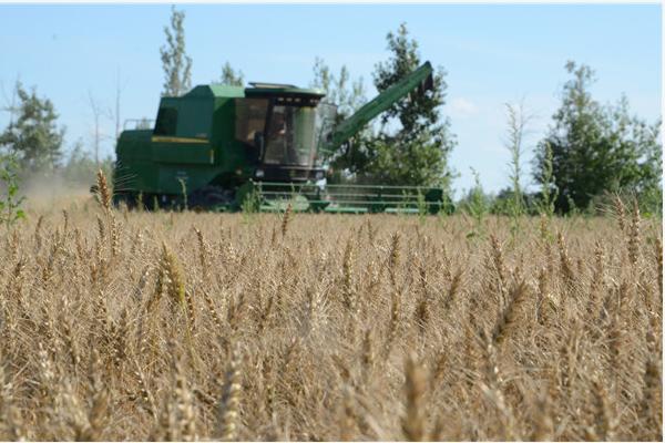 冬小麦追肥时间