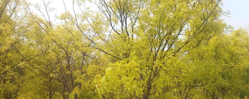 国槐追什么肥料效果好，不同生长阶段需要不同的肥料