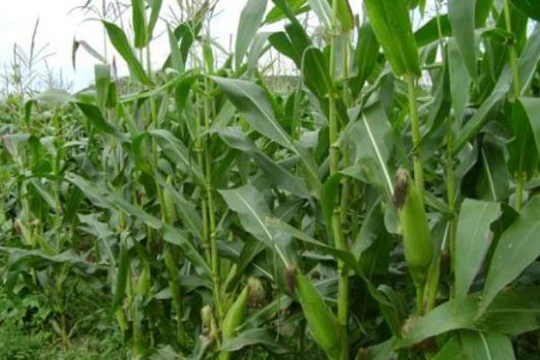 保收606玉米品种介绍